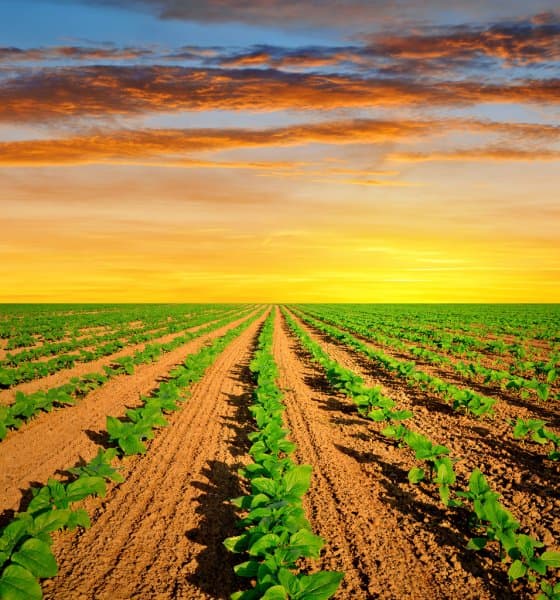 Plantação de jovens plantas verdes crescendo em fileiras perfeitamente alinhadas, estendendo-se em direção ao horizonte sob um céu vibrante com nuvens laranjas e amarelas durante um pôr do sol espetacular.